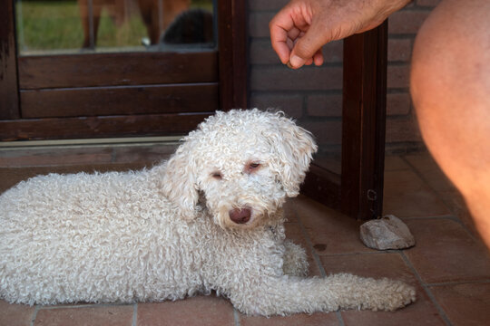 Cane Lagotto Romagnolo bianco sdraiato a terra sul pavimento di un patio esterno mentre guarda con attenzione e affetto il suo padrone, cane da tartufo con pelo riccio e collare marrone
