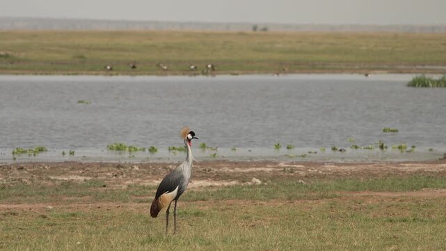 African bird ( grey crowned crane) standing and walking next to a swamp