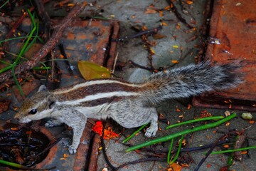 Playful squirrels captured in their natural habitat, climbing trees and exploring the surroundings.