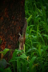 Playful squirrels captured in their natural habitat, climbing trees and exploring the surroundings.