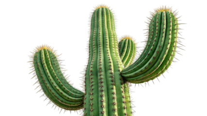 standing three arms green cactus isolated on transparent background