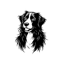 Detailed black and white portrait of a fluffy border collie showcases its intelligence and beauty
