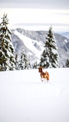 Small dog running in snowy mountains