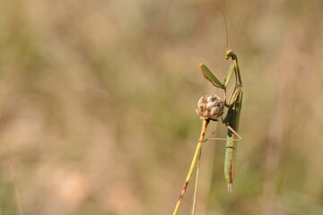 Mantis religiosa | Mante religieuse 