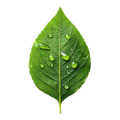A green leaf with water droplets on it, isolated on a transparent background