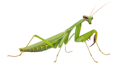Green Praying Mantis Isolated on Transparent Background, Insect Predator with Camouflage and Unique Posture
