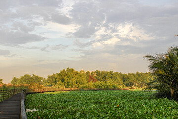 Wooden Bridge in Forest Landscape with Dramatic Sky