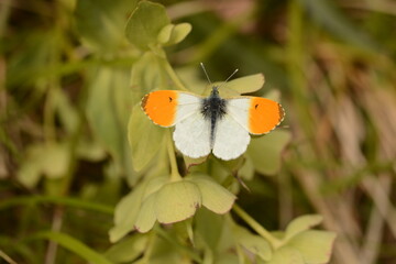Anthocharis cardamines | Aurore