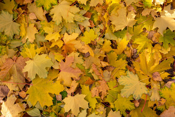 Autumn background of bright yellow maple leaves on dry grass