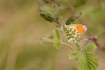 Anthocharis cardamines | Aurore