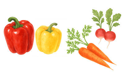 Watercolor Vegetable Set with Bell Pepper, Carrot, and Radish - Hand-Drawn Food Illustration, Isolated Clipart

