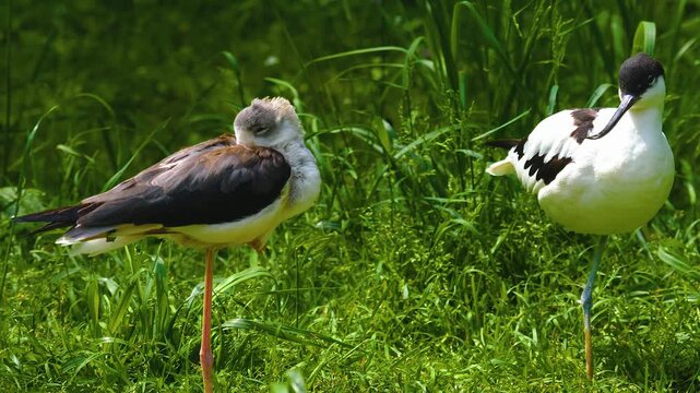 Close up of black and white avocet wading bird grooming him self