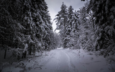 Winter in forest. Snow on trees.