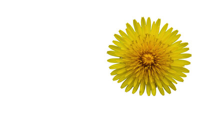 Vibrant yellow dandelion flower, sharp focus, soft blurred green background, dew, macro bokeh, concept of natural resilience and new beginnings.