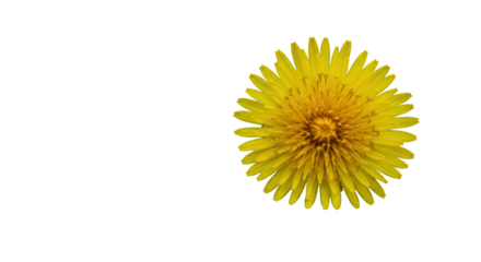 Vibrant yellow dandelion flower, sharp focus, soft blurred green background, dew, macro bokeh, concept of natural resilience and new beginnings.