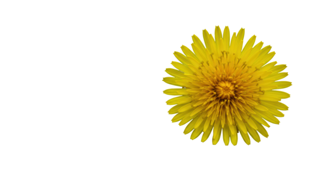 Vibrant yellow dandelion flower, sharp focus, soft blurred green background, dew, macro bokeh, concept of natural resilience and new beginnings.