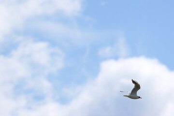 black-headed gull flying away, some clouds in the sky, some blue sky, Chroicocephalus ridibundus, black-headed gull in flight on a sunny day, black-headed gull flying past in a partly cloudy sky