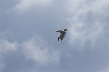 Black-headed gull flying past in a cloudy sky, black-headed gull from the side in a gray sky, Chroicocephalus ridibundus, black-headed gull in flight in a gloomy sky