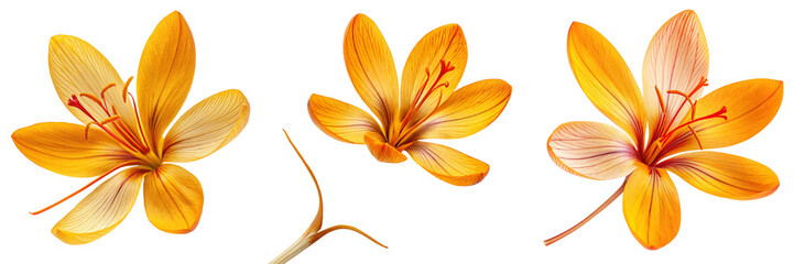 Set of Vibrant yellow Saffron flower with top view isolated on a transparent background