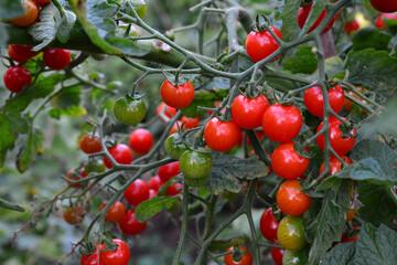 clusters of Cherry Tomatoes on the Vine A Close-Up View of Ripening Fruit