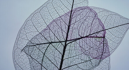 Leaf skeletons are shown stacked, with the veins visible and the leaf body decomposed. One leaf is tinted purple.

