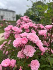 pink rose bush