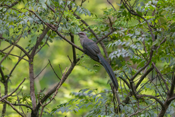 Green-billed malkoha (Phaenicophaeus tristis) at Rongton, Darjeeling, West Bengal