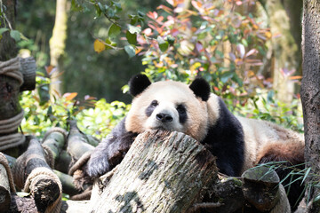 Obraz premium Male Panda , Ao Liao aka Oreo, Panda Valley, China
