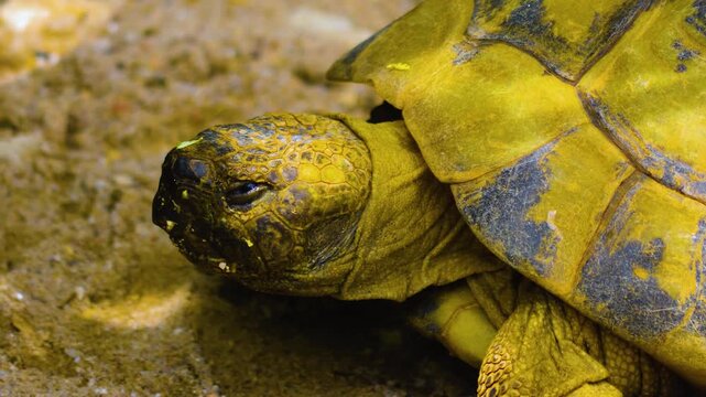 Close up of a land turtle head in sand on a sunny day and moving his head