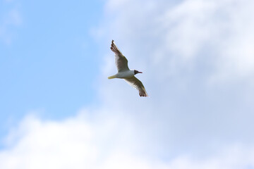 black-headed gull flying away, some clouds in the sky, black-headed gull flying past in a partly cloudy sky, some blue sky, Chroicocephalus ridibundus, black-headed gull in flight on a sunny day
