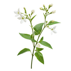 Fototapeta premium A single white flower with green leaves on a transparent background