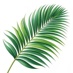 Lush green palm leaf isolated on a white background. Tropical coconut palm fronds casting shadows