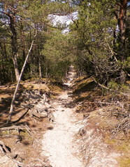 Forest in Stilo. Northern Poland.