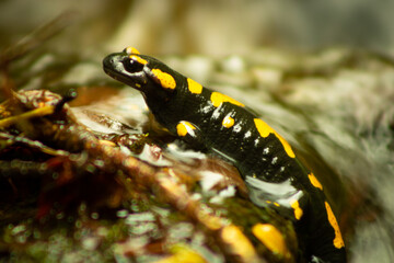 Ein Feuersalamander mit leuchtend gelben Flecken auf schwarzem Körper, sitzt auf einem nassen Stein in einem Waldbach.