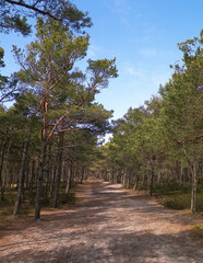 Forest in Stilo. Northern Poland.