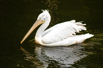 „Ein weißer Pelikan gleitet anmutig über das ruhige Wasser, sein Spiegelbild im sanften Licht.“
„A white pelican gracefully glides over calm water, its reflection shimmering in the soft light.“