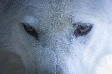 „Nahaufnahme der Augen eines weißen Wolfs, die Intensität und Wildheit...