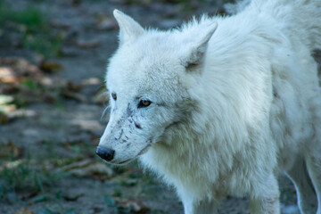 Obraz premium Weißer Wolf mit Narben im Gesicht, Nahaufnahme.“ 
