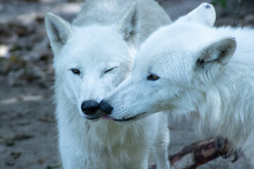Obraz premium „Nahaufnahme von zwei weißen Wölfen in natürlicher Umgebung.“ Close-up of two white wolves in a natural environment.