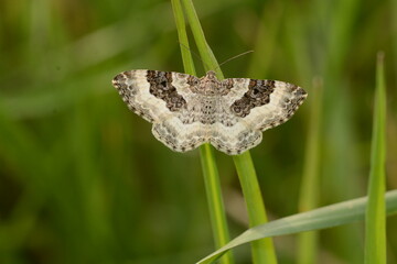 Epirrhoe alternata | L'Alternée