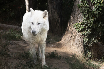 Ein majest&auml;tischer Polarwolf steht im Schatten hoher B&auml;ume, sein wei&szlig;es Fell kontrastiert eindrucksvoll mit der nat&uuml;rlichen Umgebung.