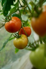 cherry tomatoes on vine