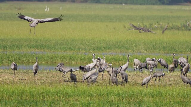 Flock of Demoiselle and Common Cranes Resting at Thol Bird Sanctuary Gujarat India
