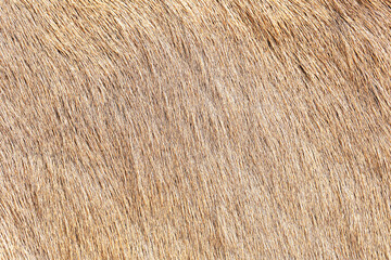 Closeup texture of brown animal fur. Natural hairy surface background. Detailed macro of soft wool coat. Organic wild mammal hair pattern for design. Rustic natural material with warm earthy tones.