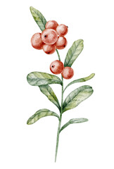 Branch of Cranberry with red fruits and green leaves painted in watercolor. Drawing of Lingonberry with autumn berries. Art of cowberry on isolated background for food label design. Sketch of foxberry