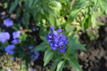 blue flowers in a garden