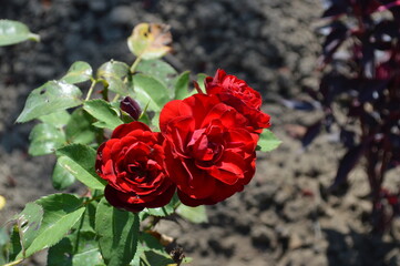 red roses in garden