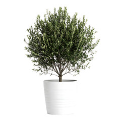 Minimalist olive tree in white pot indoor decoration serene environment modern design