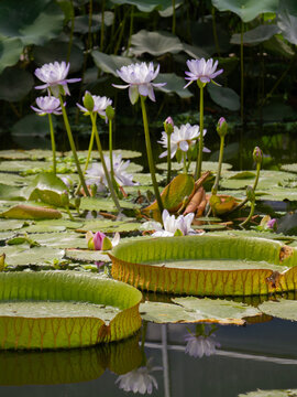Amazon Water Lily" Images  Browse 349 Stock Photos, Vectors, and Video |  Adobe Stock