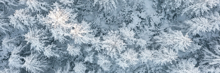 Aerial view of snow-covered larch trees. Amazing morning winter forest landscape. The tops of the trees. Cold snowy weather. Cold snap. Beautiful northern nature. Wide panoramic natural background.